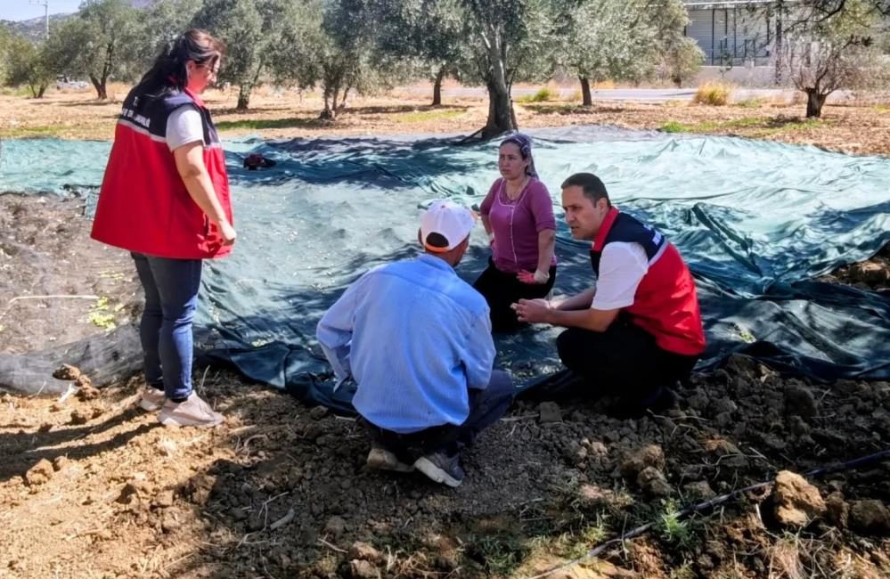 Gömeç te Zeytin Hasadına başlandı Gömeç , zeytin hasadı başlarken, dünden beri düşen yağışlarda üreticileri