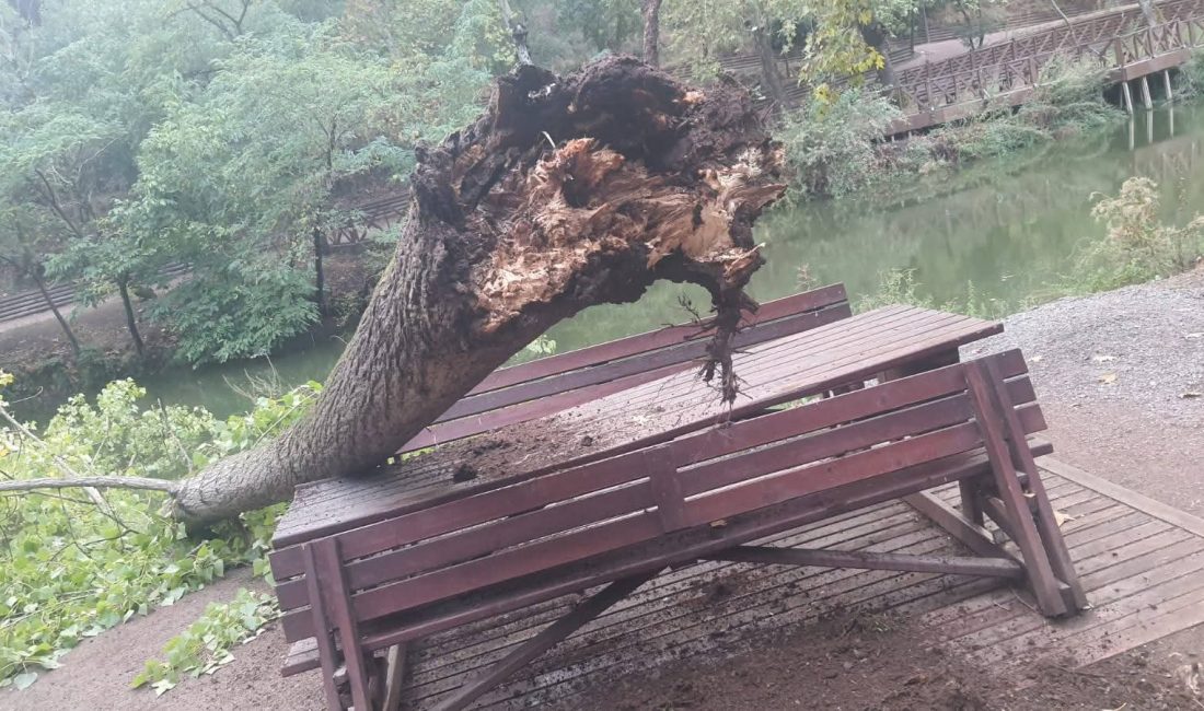 Değirmen Boğazı’nda ağaç kökünden devrildi Değirmen Boğazı’nda vatandaşların bulunduğu alana yakın noktaya devrilen ağaç nedeniyle