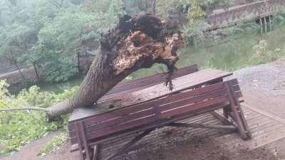 Değirmen Boğazı’nda vatandaşların bulunduğu alana yakın noktaya devrilen ağaç nedeniyle