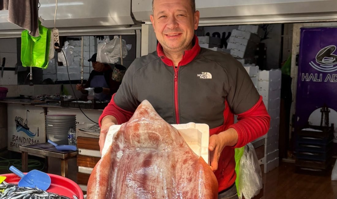 Bandırmalı balıkçı 15 kilogramlık kalamar yakaladı Bozcaada açıklarında yakalanan 15 kilogramlık kalamar, Odunluk İskelesi üzerinden Bandırma’ya