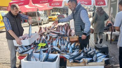 Palamut akını giderek çoğalınca ve fiyatı da düşünce balık hali